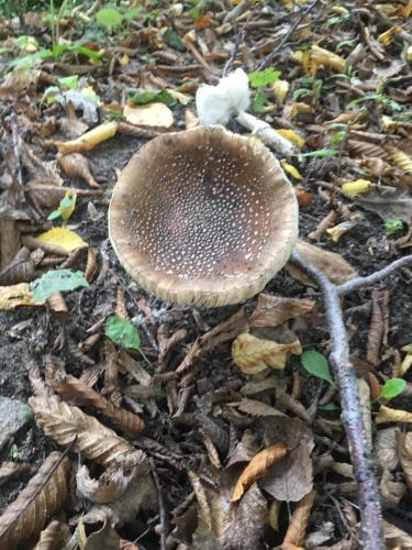 242371685_1161148677748508_2249963700603099852_n