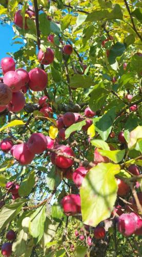 20211010 Pierwszy Dzień Poławiaczy Jabłek